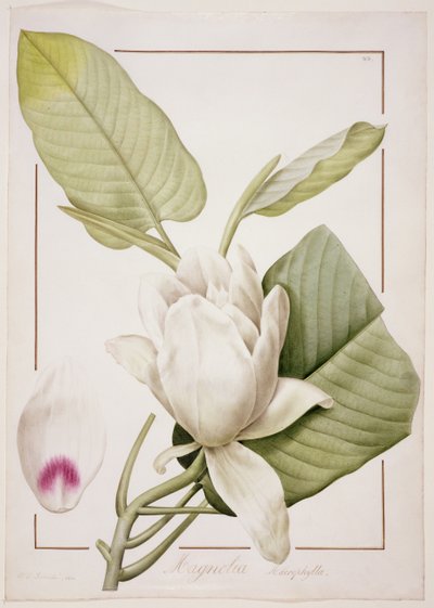 Magnolia macrophylla, 1811 by Pierre Joseph Redouté